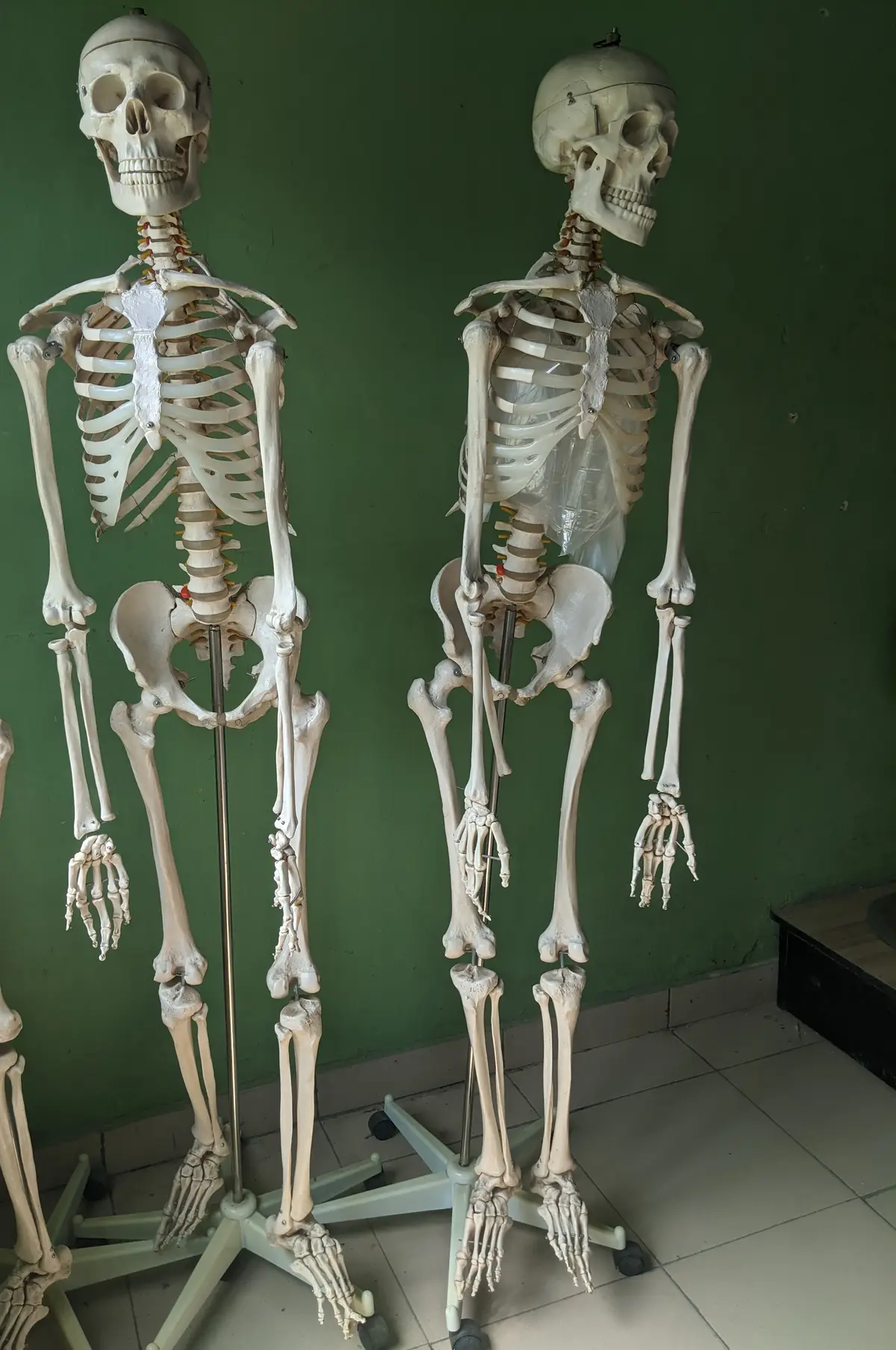 Två anatomiska modeller av människoskelett med skallar, revben, ryggrader och ben
